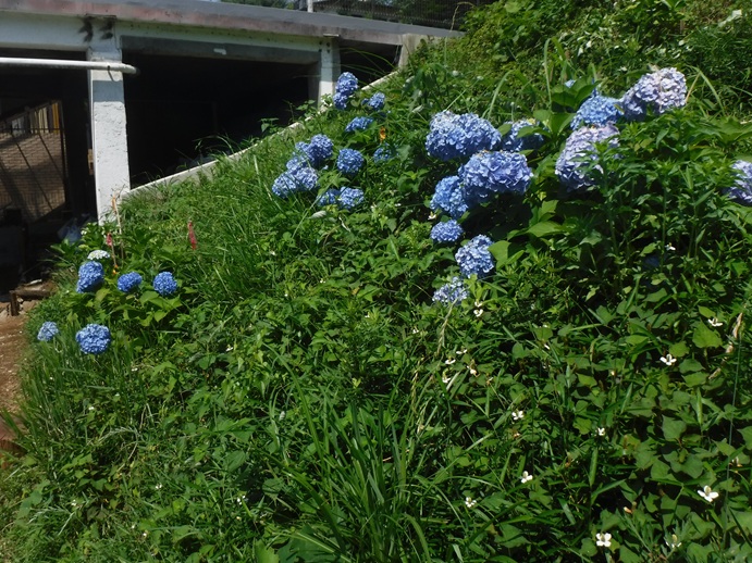 atami-forest-kusakari-ajisai1