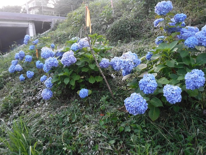 atami-forest-kusakari-ajisai2